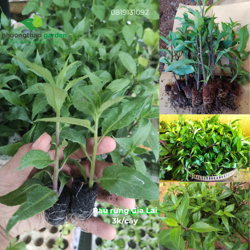 Cây Giống Rau Rừng Gia Lai