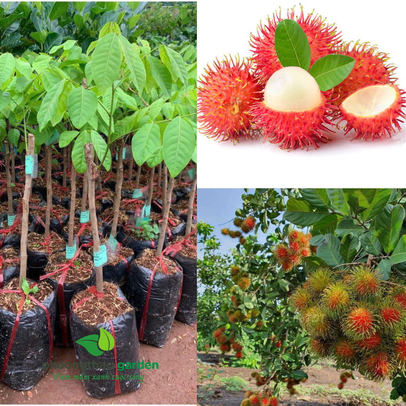 Cây Giống Chôm Chôm Thái