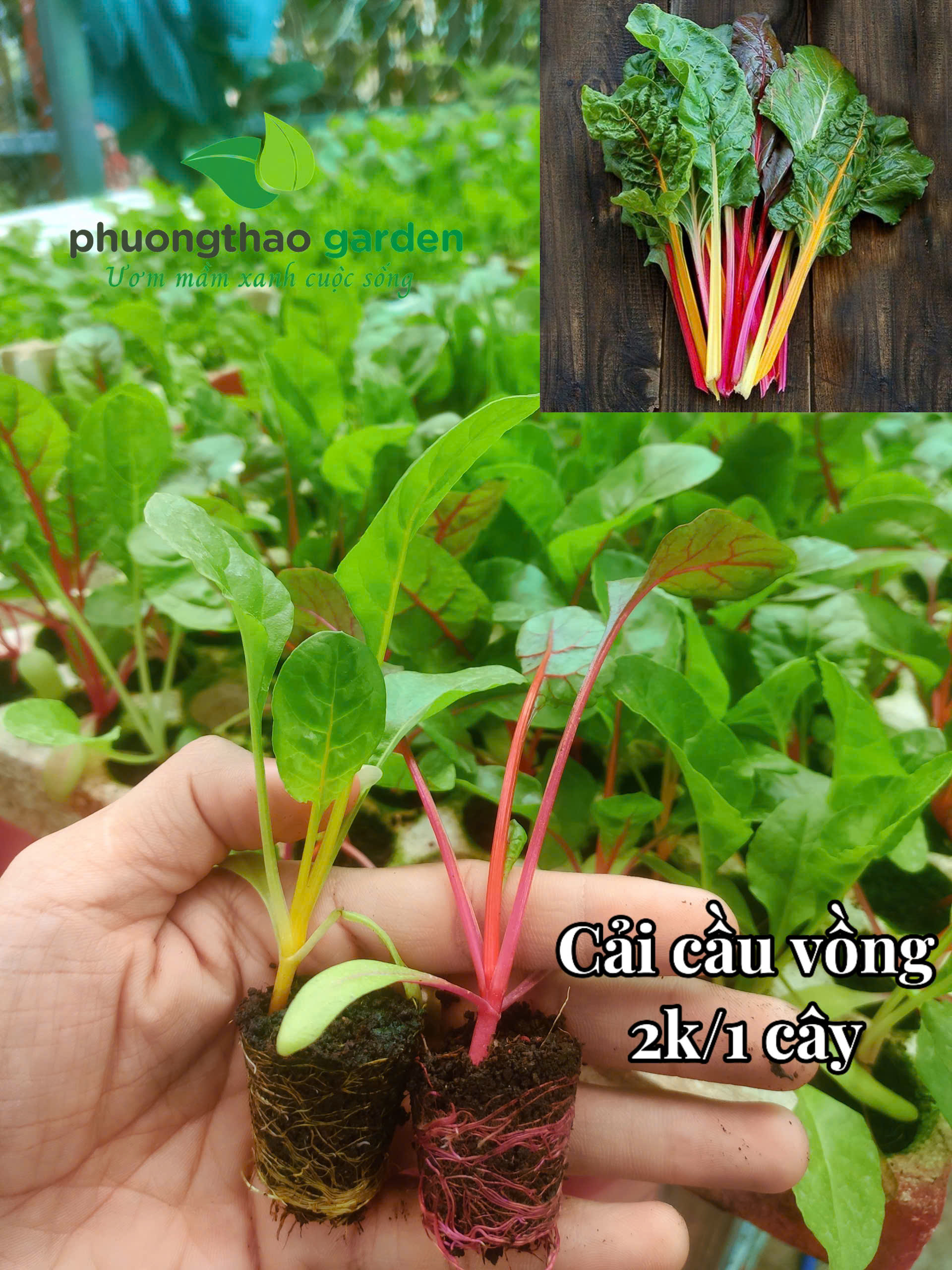 Cây Giống Cải Cầu Vồng
