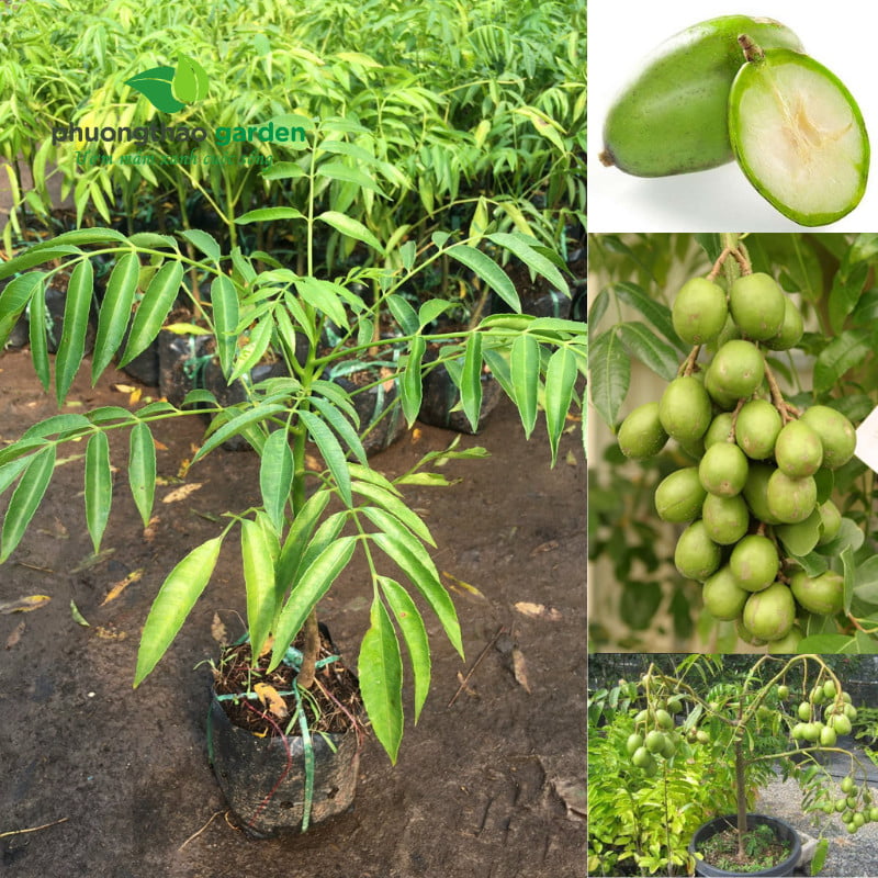Cây Giống Cóc Thái