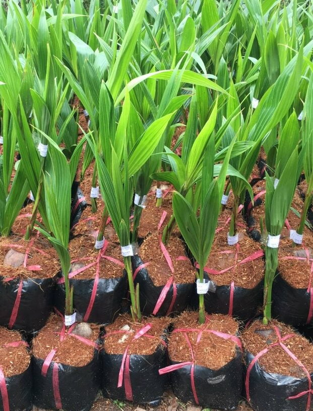 Cây Giống Dừa Xiêm Lùn