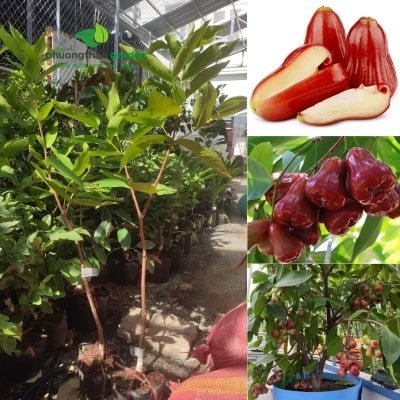 Cây Giống Mận An Phước ( Roi Đỏ An Phước)