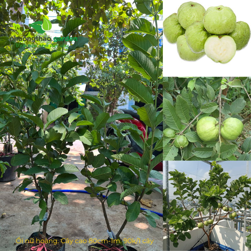 Cây Giống Ổi Nữ Hoàng
