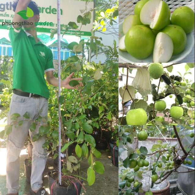 Cây Giống Táo Thái