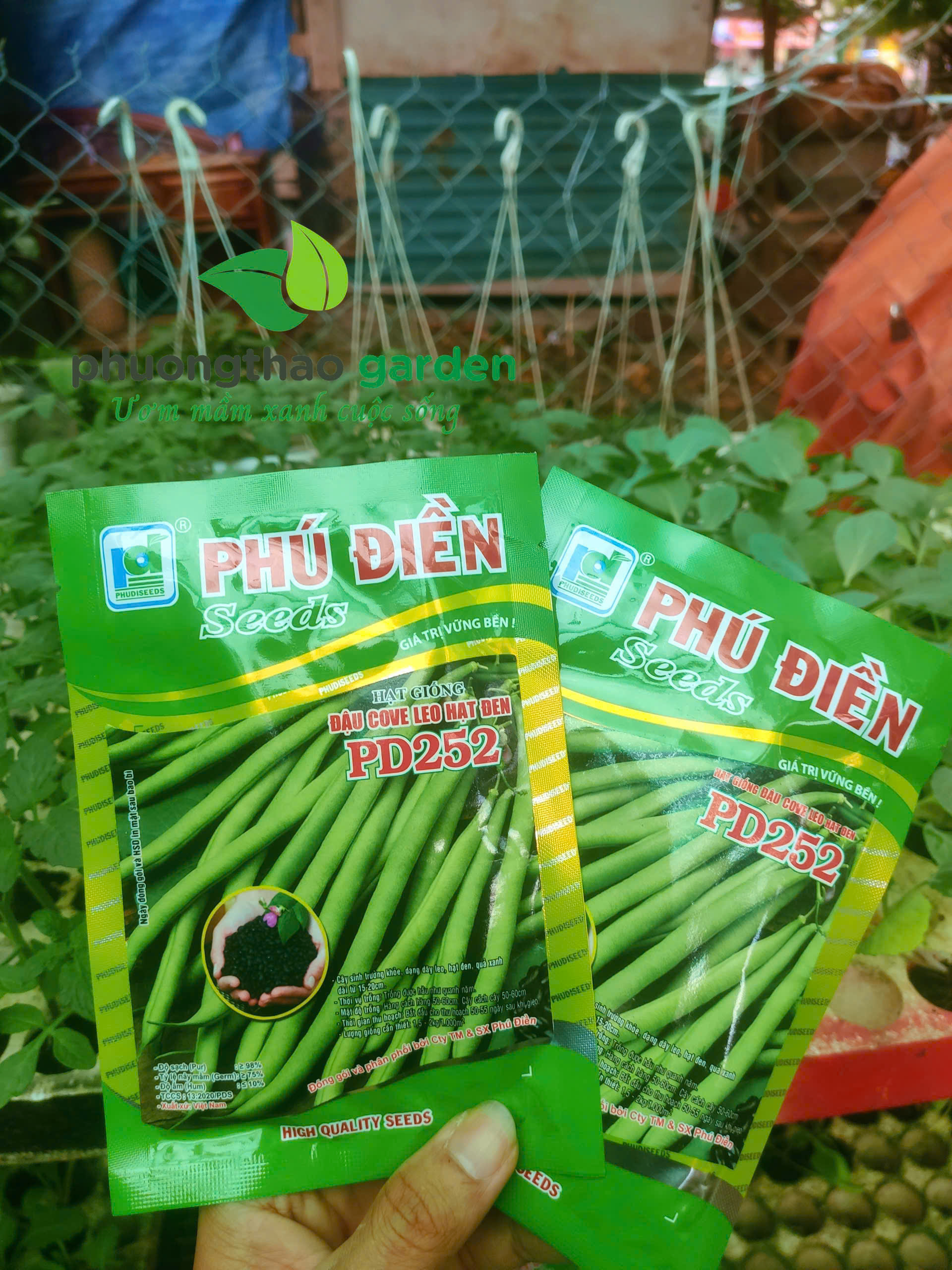 Hạt giống đậu cove leo hạt đen PD 252