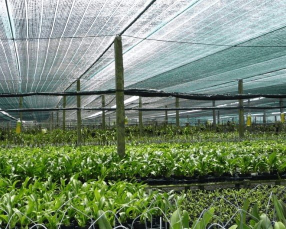 Kỹ Thuật Trồng Rau Trong Nhà Lưới: Hướng Dẫn Chi Tiết Cho Người Mới Bắt Đầu