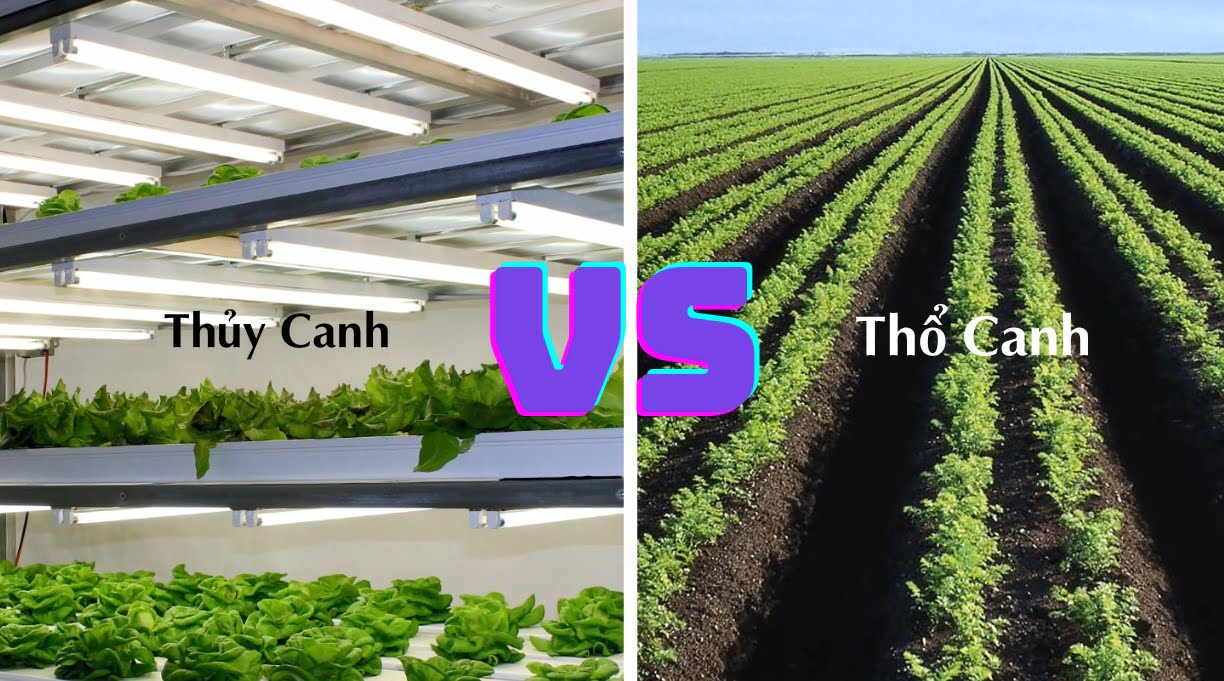 So sánh trồng rau thủy canh và thổ canh: Ưu điểm, nhược điểm và chi phí.