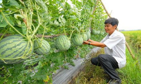 Cách trồng dưa hấu tại nhà từ A đến Z