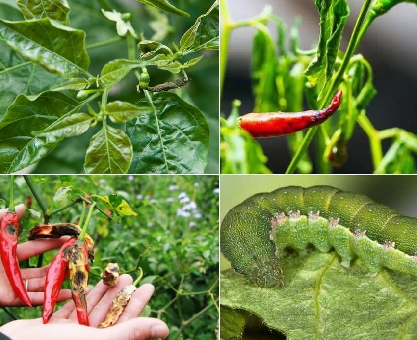 Bệnh Trên Cây Ớt Chỉ Thiên: Nguyên Nhân, Biểu Hiện & Cách Phòng Trị