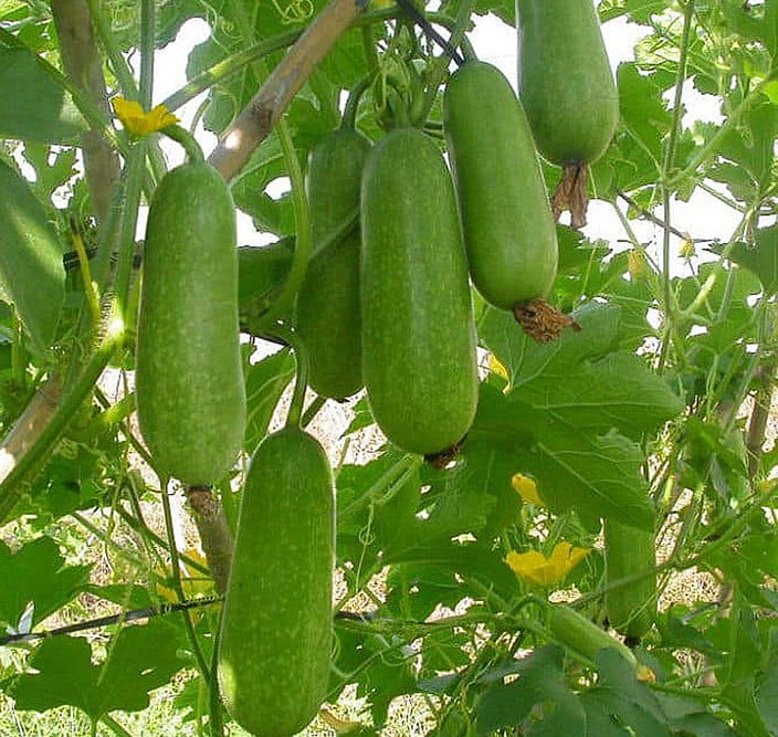 Hạt Giống Rau Củ Quả