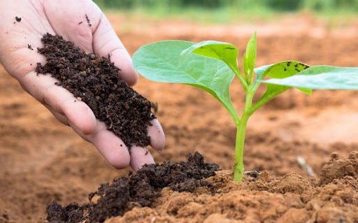 Hướng dẫn chi tiết cách trồng rau mồng tơi cho người mới