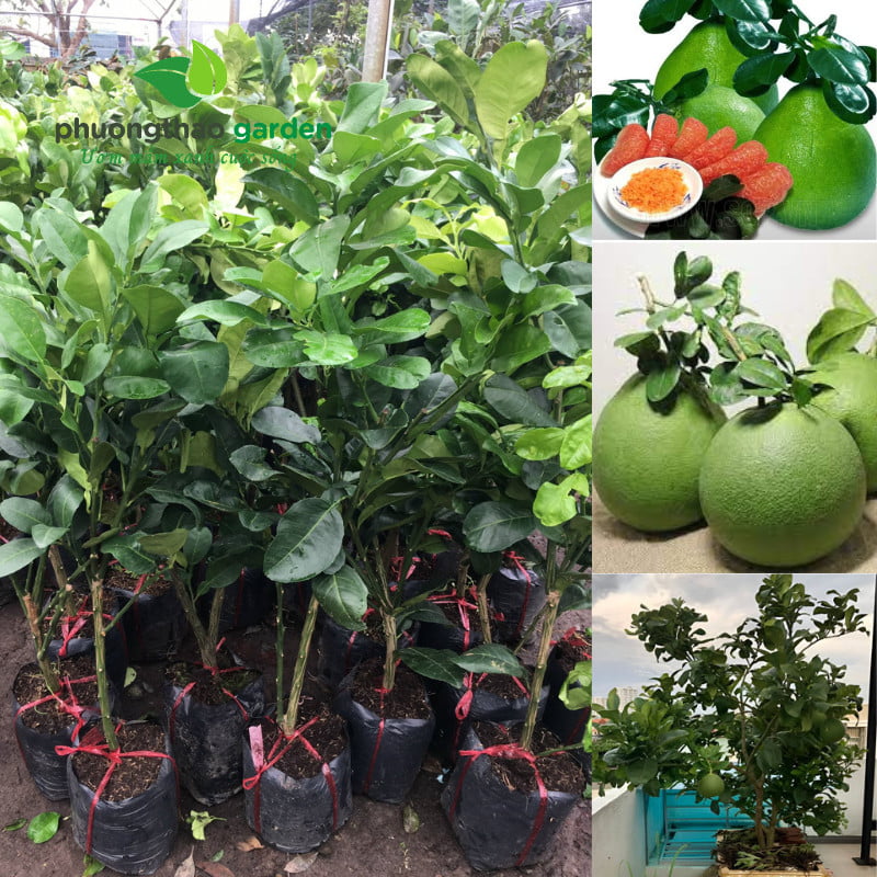 Cây Giống Bưởi Da Xanh Ghép Miền Nam
