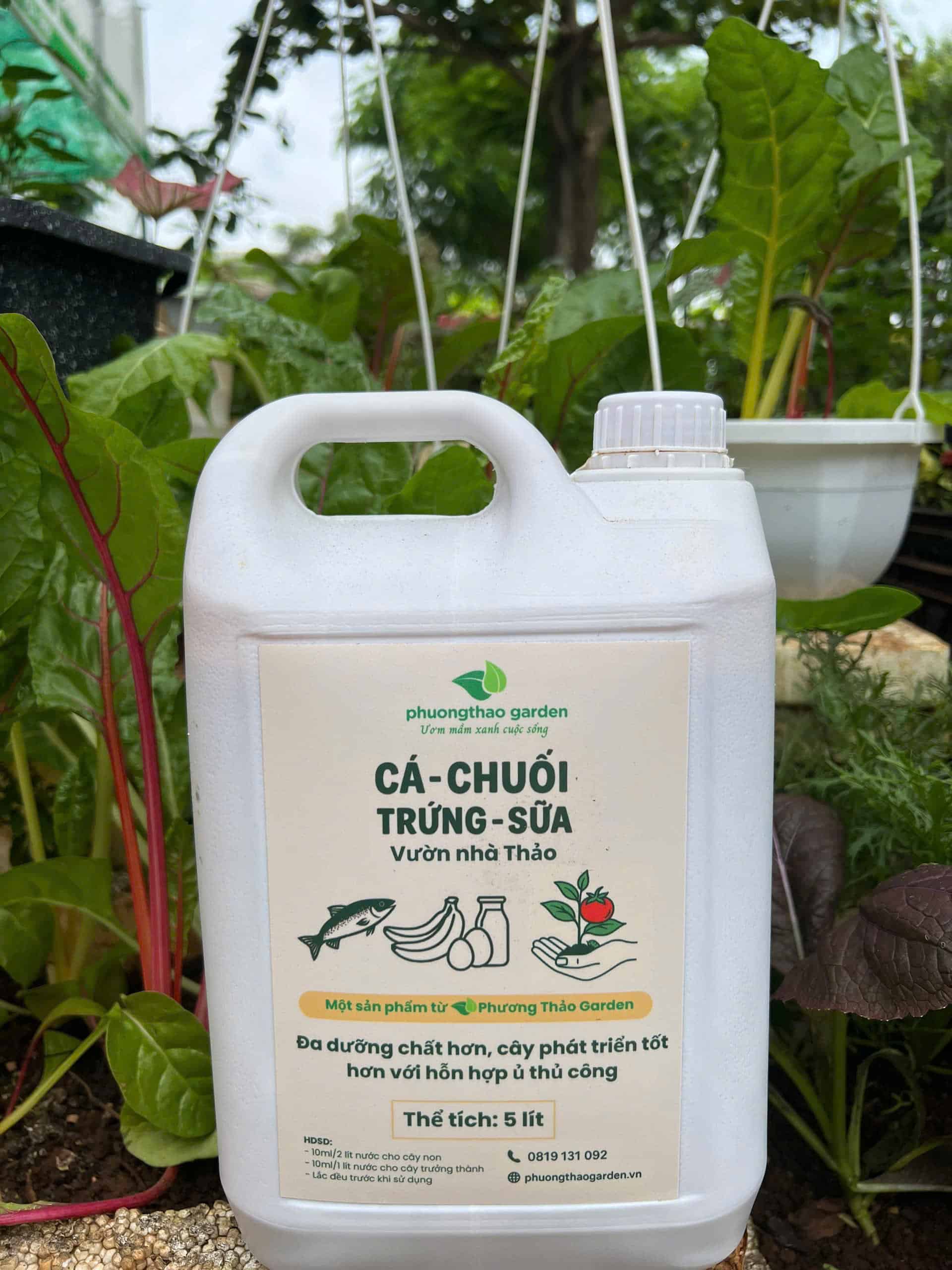 Cá Chuối Trứng Sữa Vườn Nhà Thảo