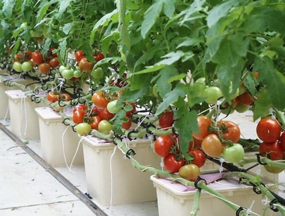 Cách trồng cà chua bi trong chậu hiệu quả, cho thu hoạch bội thu