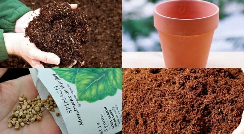 Trồng Cải Bó Xôi Trong Chậu: Hướng Dẫn Chi Tiết Từ A-Z
