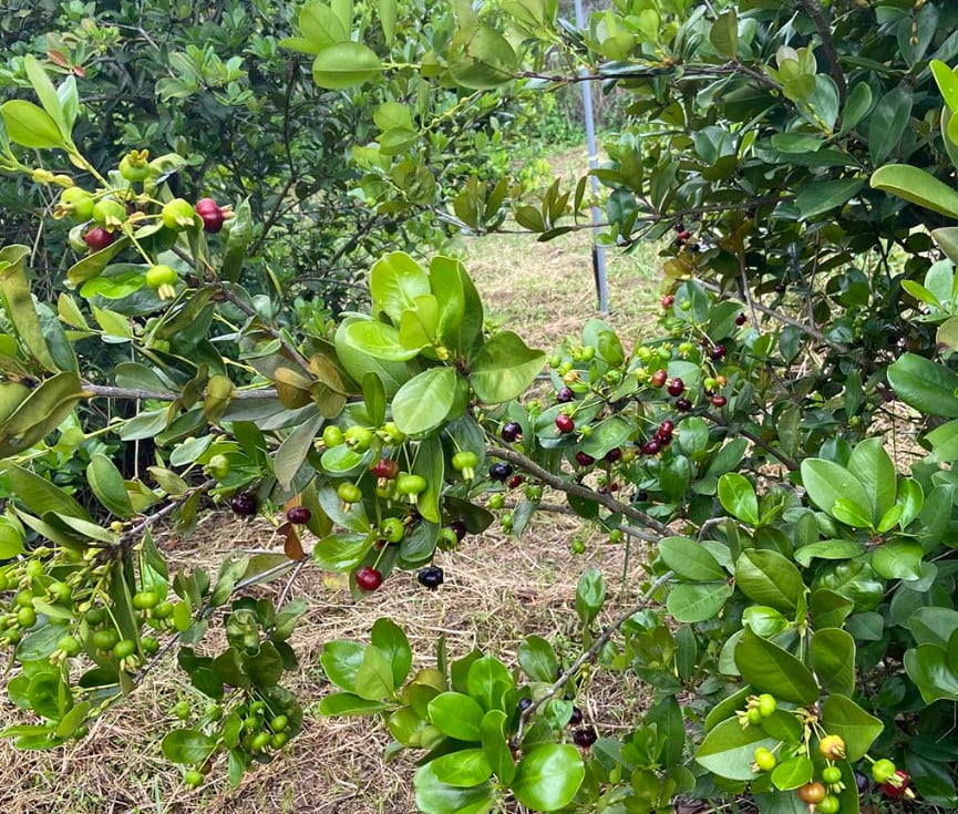 Cách Trồng Cây Cherry Brazil Đơn Giản, Hiệu Quả