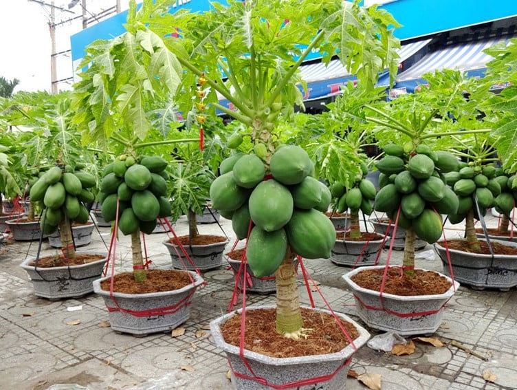 Hướng Dẫn Chi Tiết Cách Trồng Cây Đu Đủ Lùn Trong Chậu