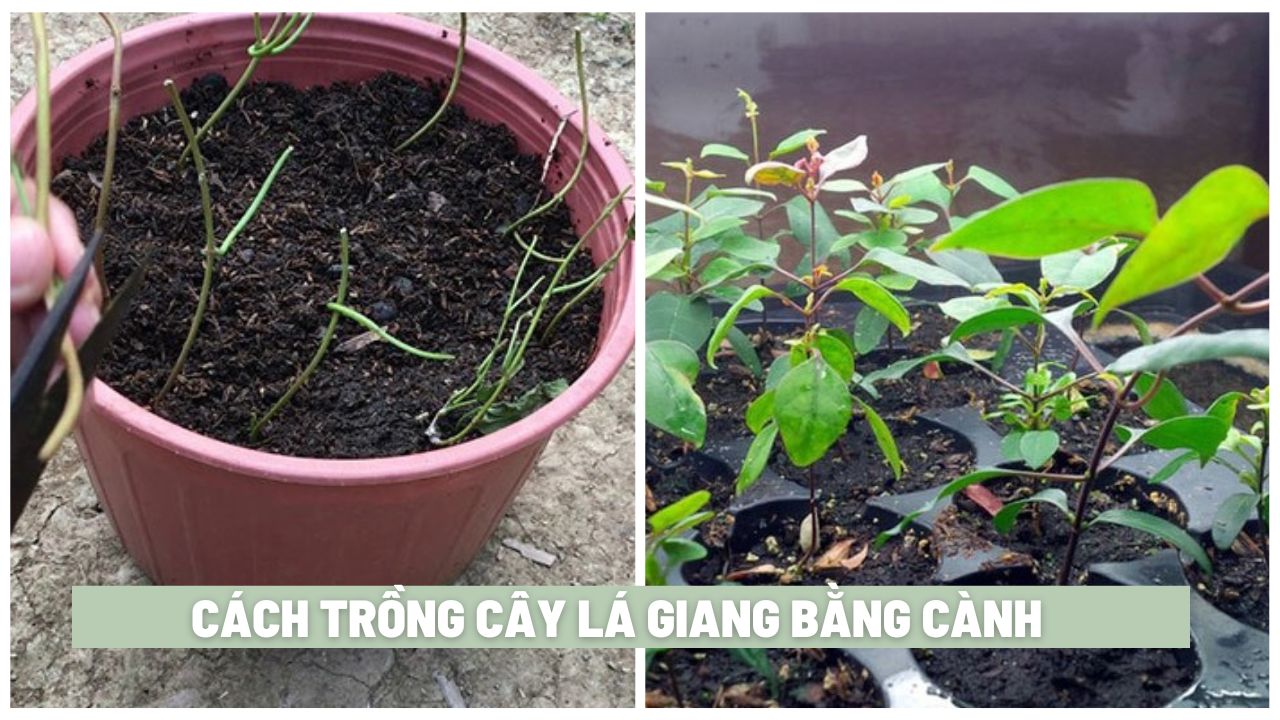 Hướng dẫn cách trồng cây lá giang bằng cành chi tiết 2025