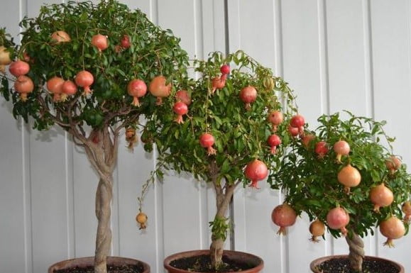 Hướng Dẫn Chi Tiết Cách Trồng Cây Lựu Đỏ Trong Chậu