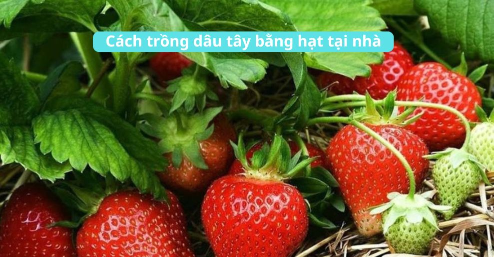 Cách trồng dâu tây bằng hạt tại nhà hiệu quả 2025