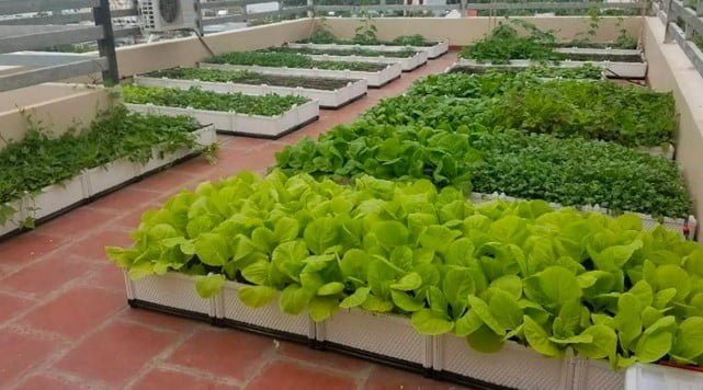 Cách Trồng Rau Cải Trên Sân Thượng: Hướng Dẫn Chi Tiết Từ A-Z