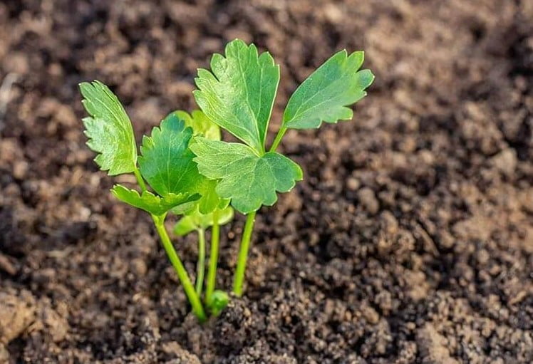 Cách trồng rau cần nước bằng hạt tại nhà chi tiết nhất!