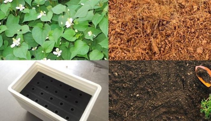 Hướng dẫn cách trồng rau diếp cá tại nhà dễ dàng, rau sạch mỗi ngày