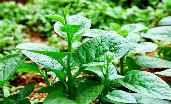 Hướng dẫn cách trồng rau mồng tơi bằng hạt tại nhà mới nhất 2025