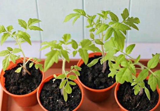 Cách trồng cà chua trong chậu hiệu quả, cho thu hoạch sai quả