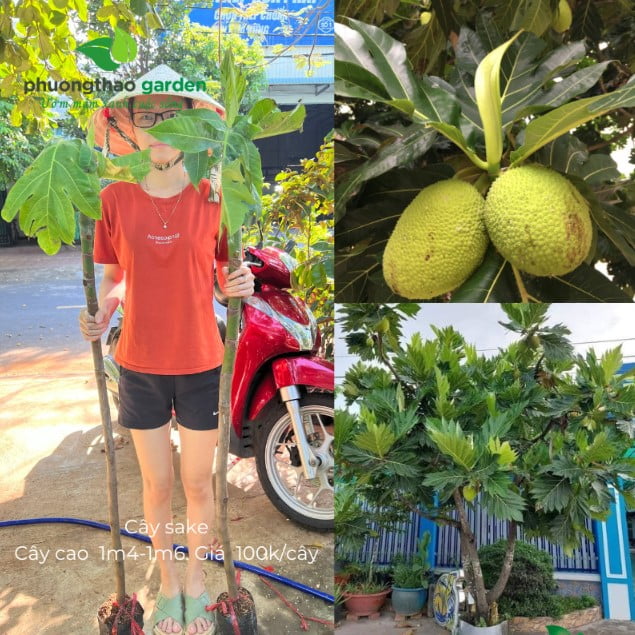Cây Sa Kê Giống