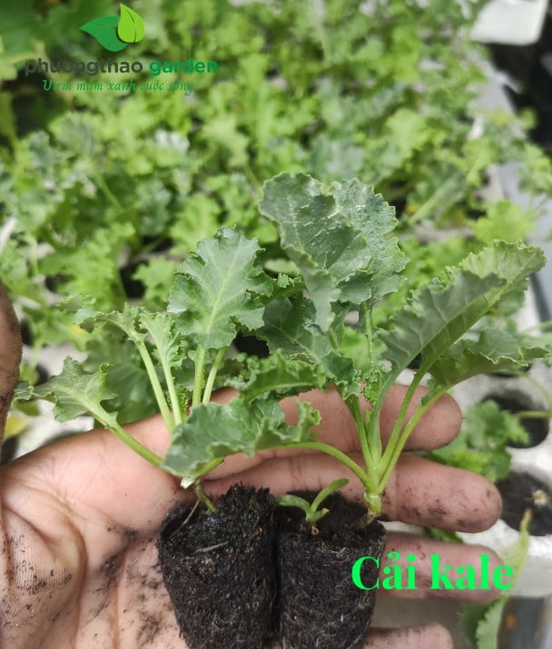 Cây Giống Cải Kale Xoăn Xanh Mỹ