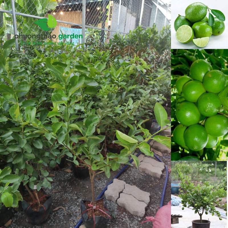 Cây Giống Chanh Không Hạt