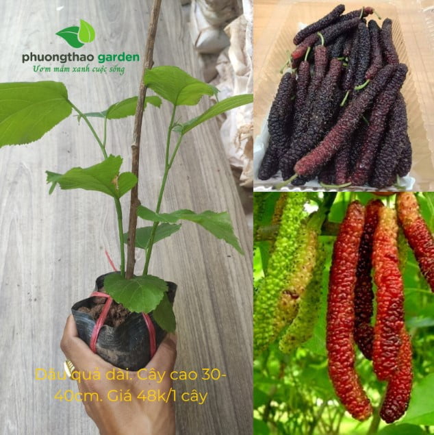 Cây Giống Dâu Quả Dài