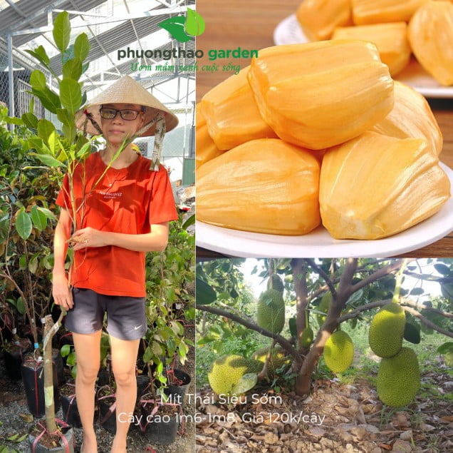 Cây Giống Mít Thái Siêu Sớm