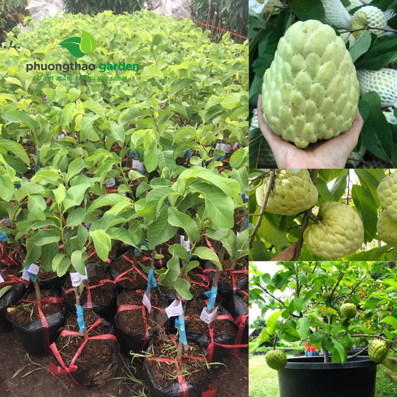 Cây Giống Na Thái