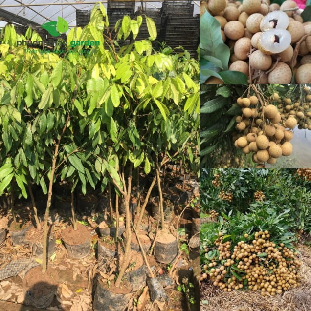 Cây Giống Nhãn Hương Chi