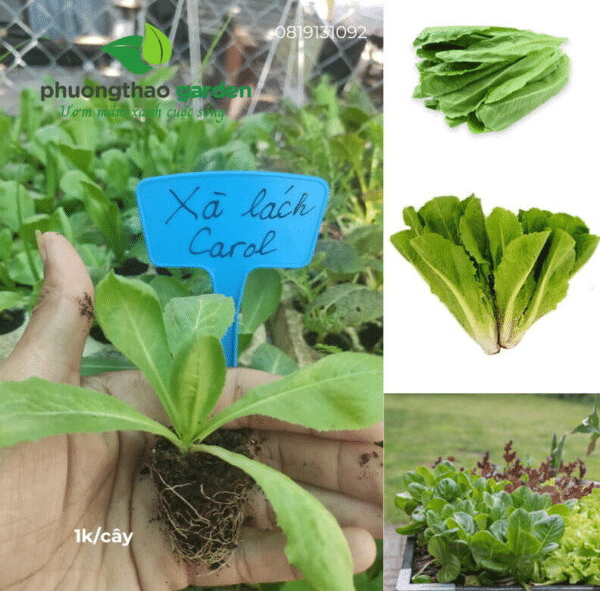 Cây giống là gì? Vai trò quan trọng trong trồng trọt hiện đại