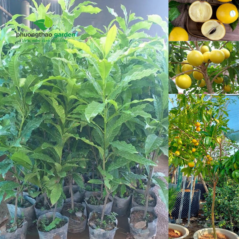 Cây Giống Vú Sữa Hoàng Kim
