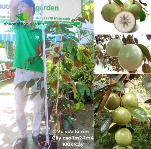 Cây Giống Vú Sữa Lò Rèn