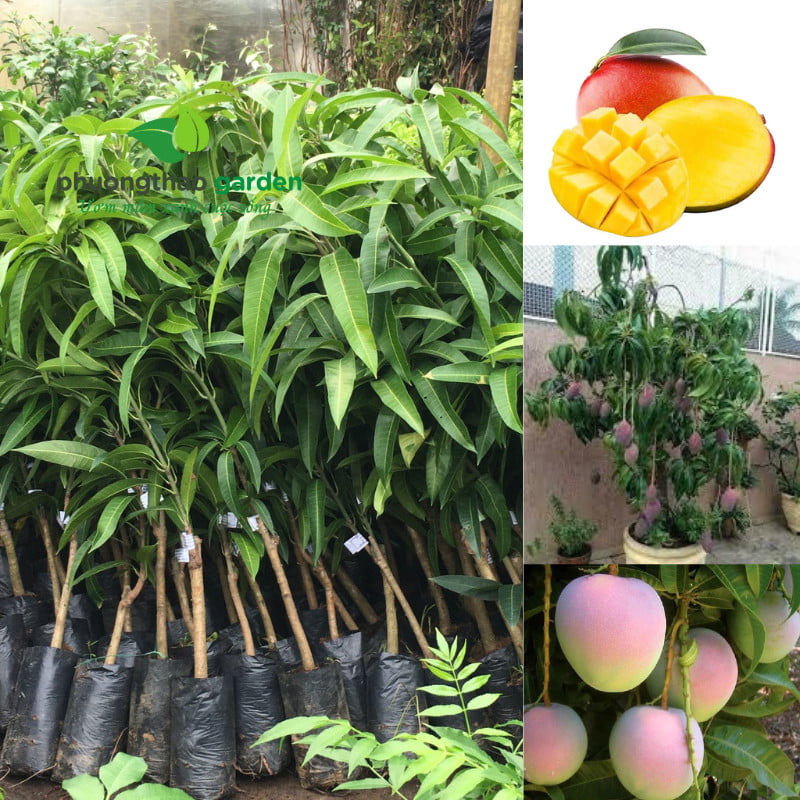 Cây Giống Xoài Úc