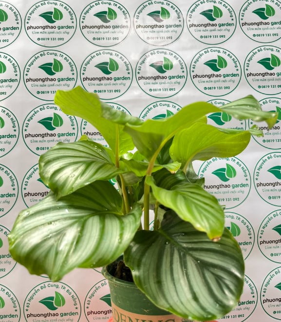Cây kiểng lá