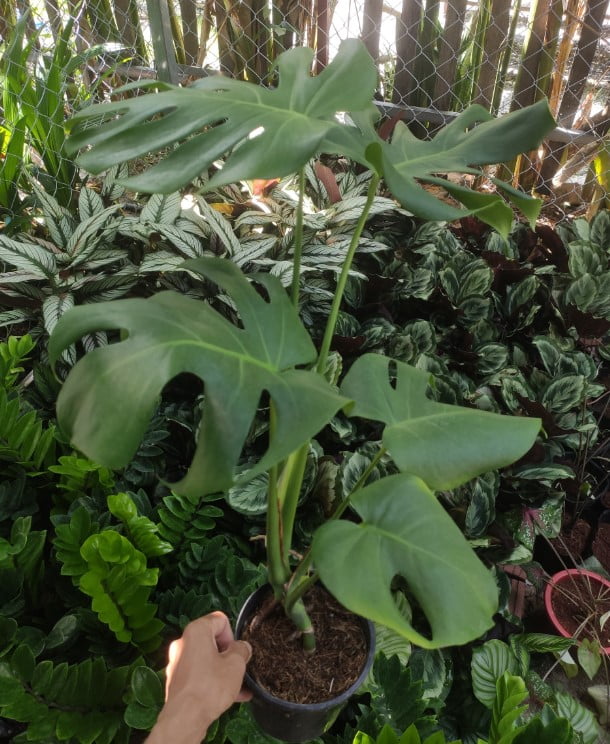 Trầu Bà Nam Mỹ