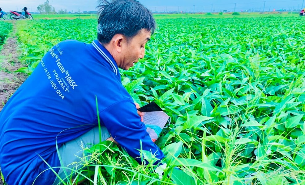 Kỹ thuật trồng rau muống lấy hạt chi tiết - Hướng dẫn từ A đến Z