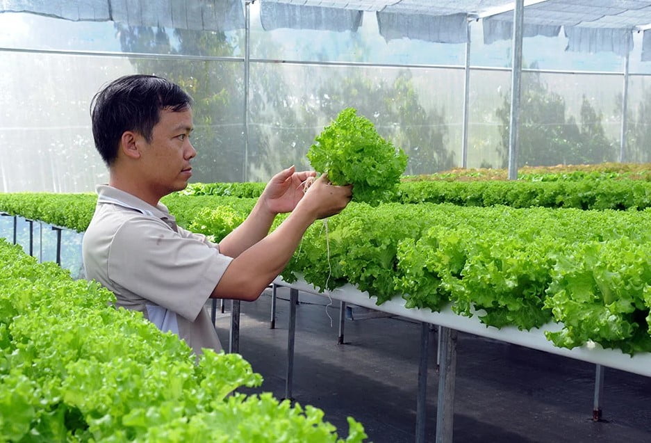 Trồng xà lách thủy canh tại nhà - Dễ dàng, Nhanh chóng, Hiệu quả