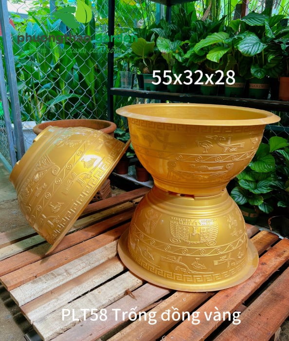 Chậu PLT 58 Trống Đồng Vàng