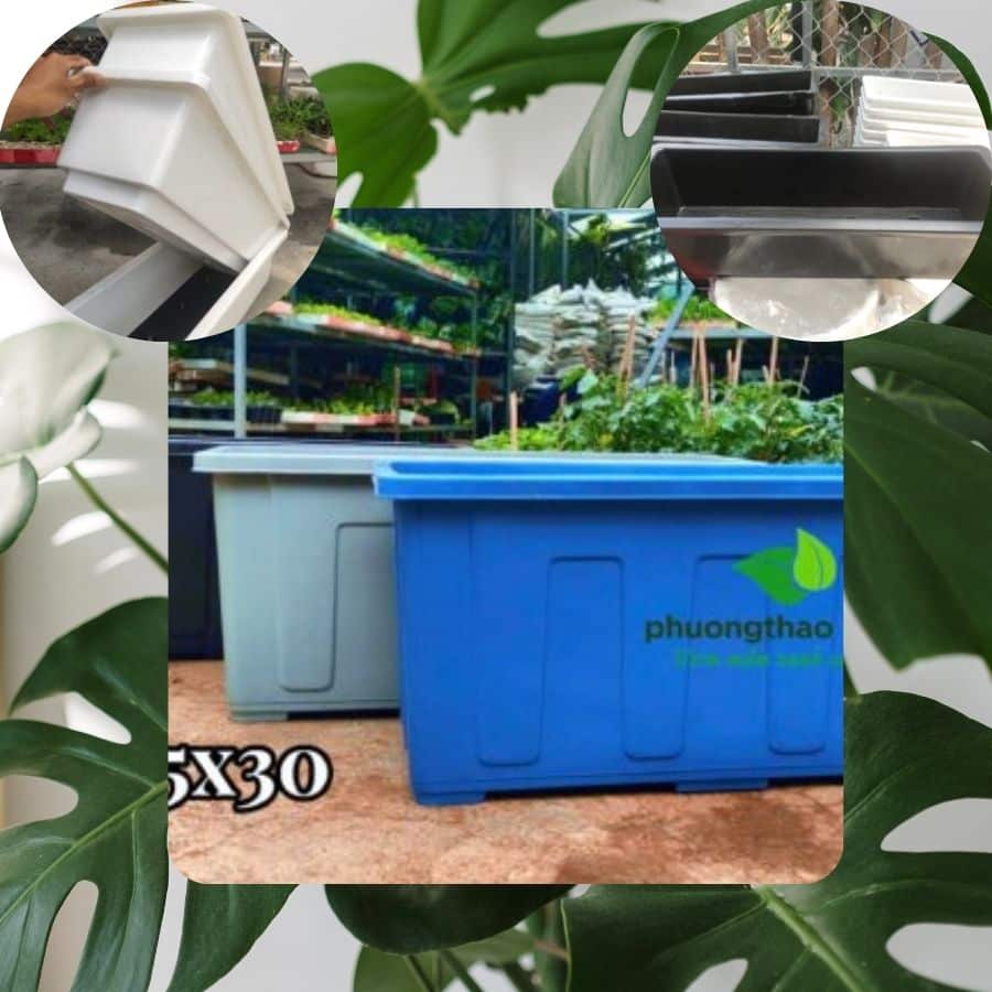 Chậu Trồng Rau – Giải Pháp Trồng Rau Sạch Tại Nhà Hiệu Quả, Tiện Lợi