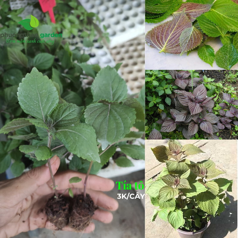 Cây Giống Tía Tô