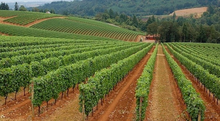 Đất Đỏ Bazan Trồng Cây Gì? Hướng Dẫn Chi Tiết.