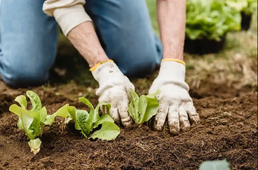 Cách cải tạo đất trồng cây hiệu quả giúp cây phát triển bền vững