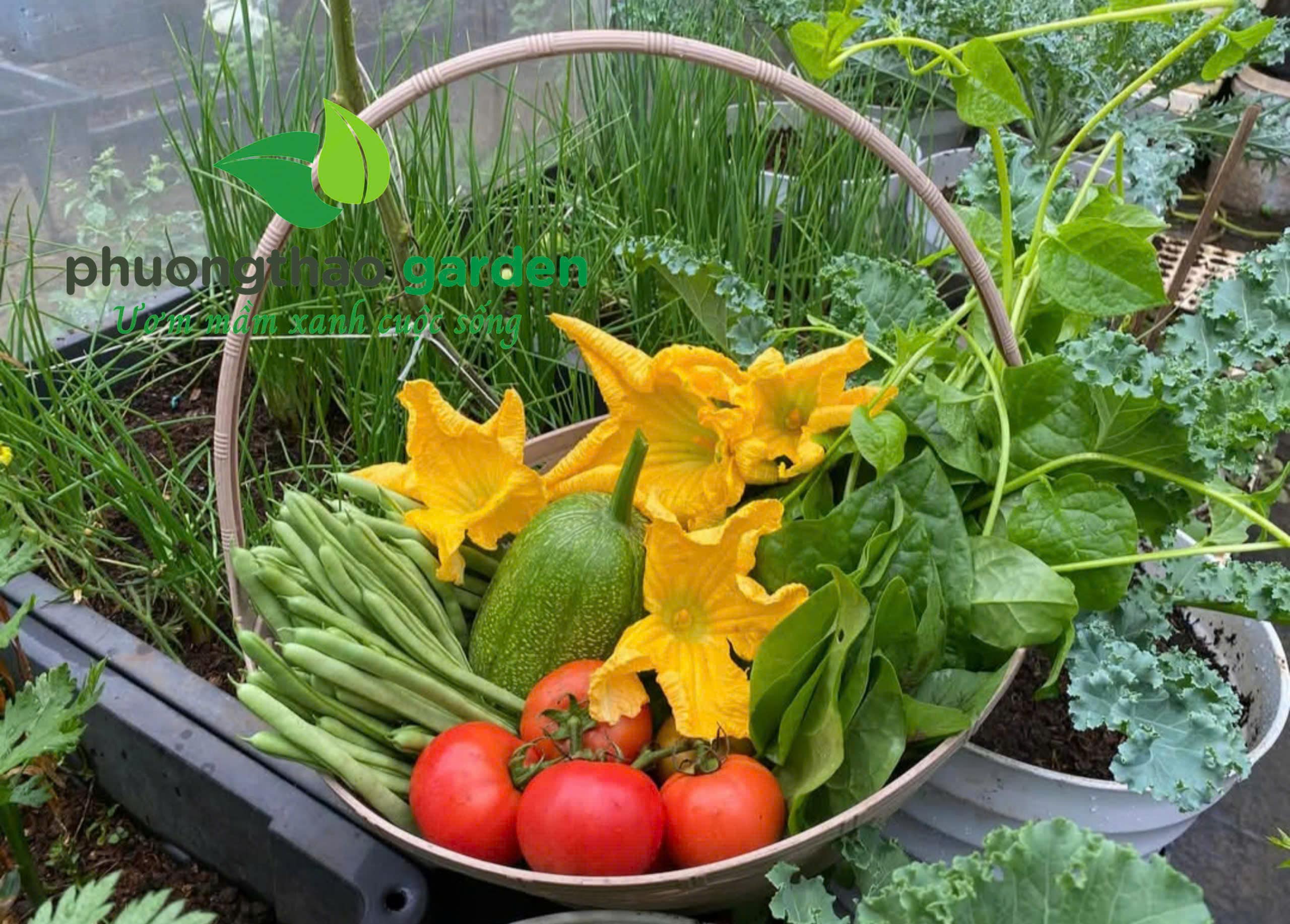 Trồng Rau Sạch Trọn Gói Tại Đà Nẵng - Phương Thảo Garden